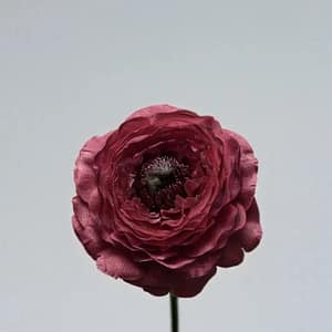 Burgundy Ranunculus Bloom