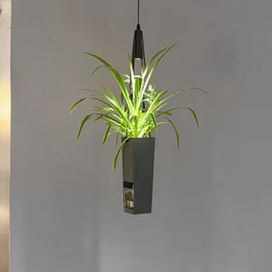 Lumea Pendant Light