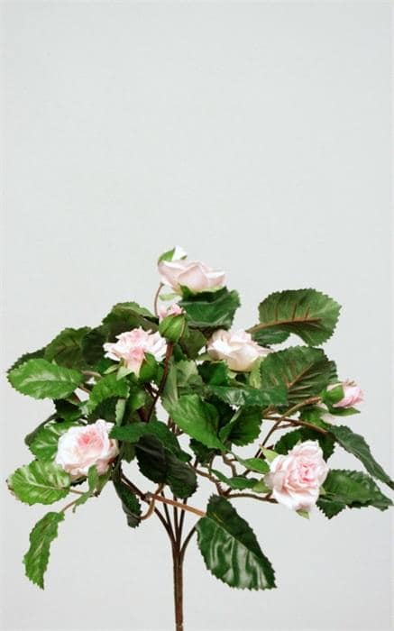 Crown Rose Bush