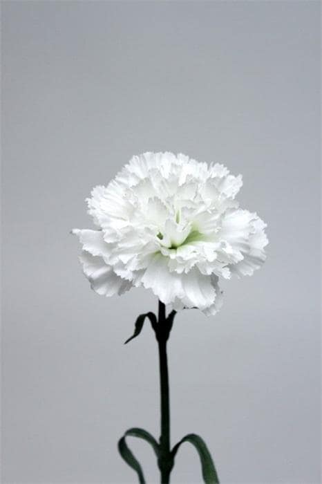 Carnation Stem-White