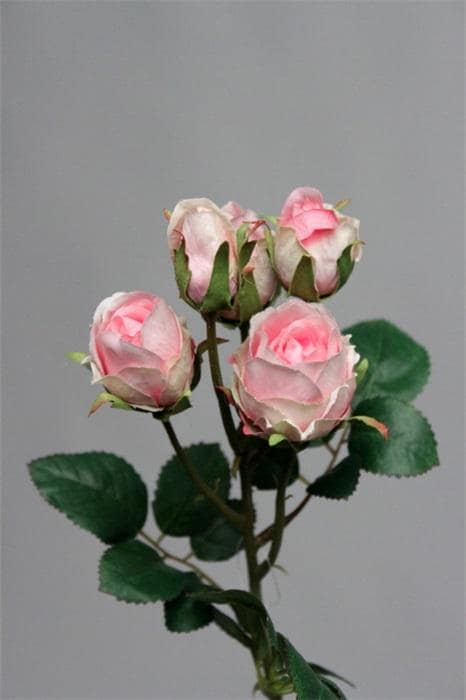 Pink Roses