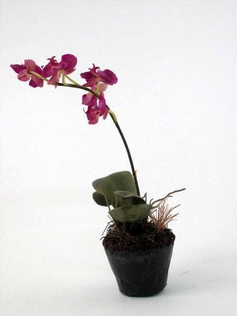 Mini Purple Phalaenopsis Orchid