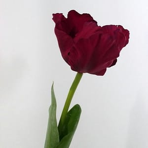 Violet Tulip