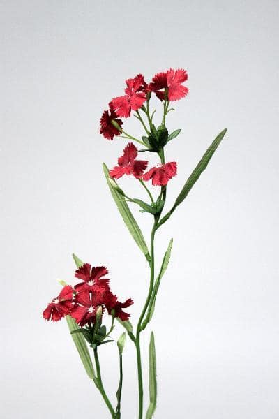 Dianthus Bordeaux Flower